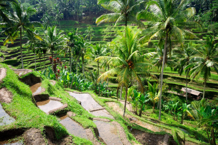 Bali Reisetipps Die besten Tipps für die Bali Reise