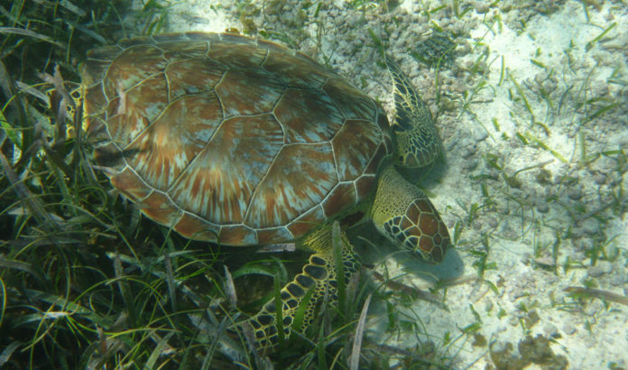 Schildkröte Akumal Mexiko Green Turtle Schildkröte Akumal Mexiko Green Turtle