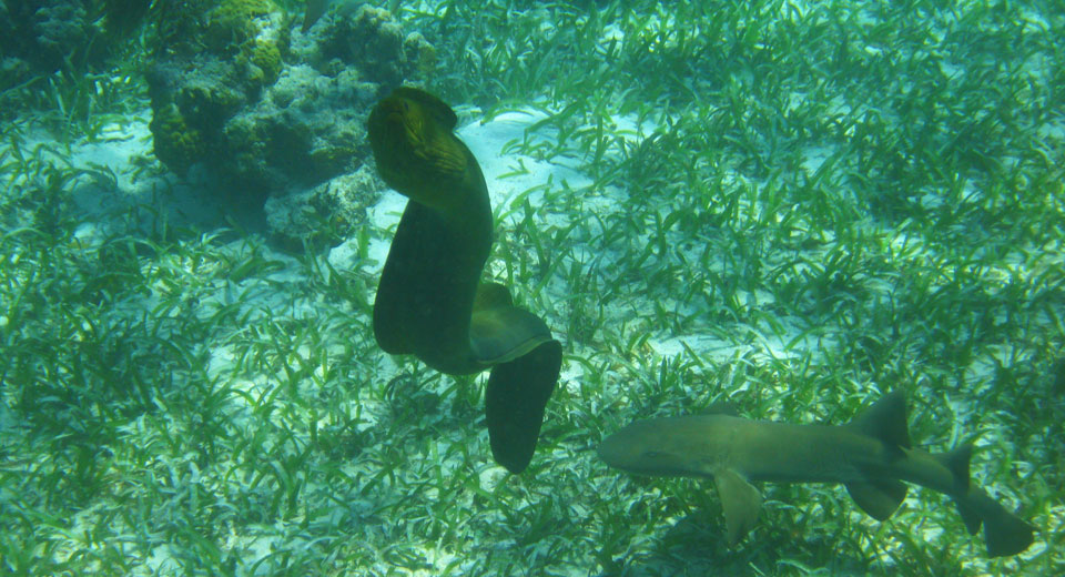 Grüne Moräne Belize Barrier Reef Caye Caulker