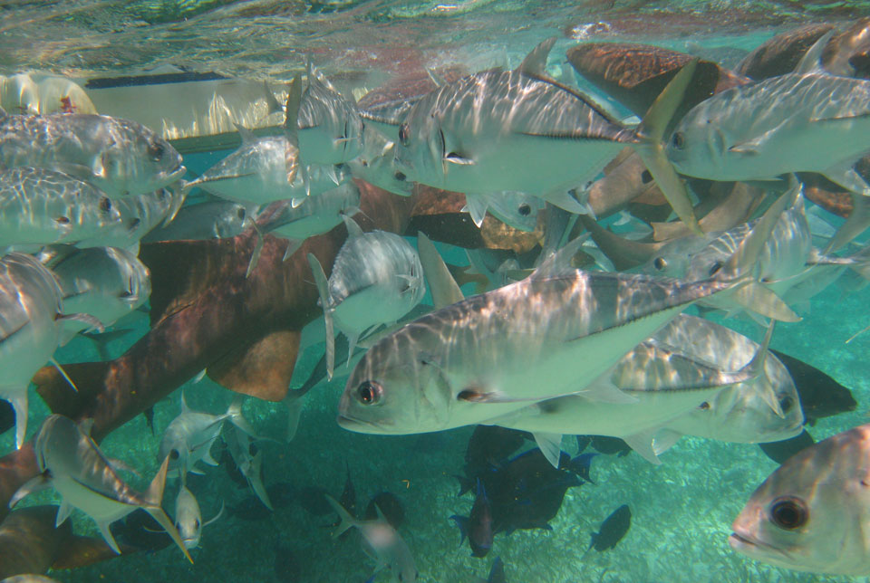 Schnorchel Tour am Belize Barrier Reef 2
