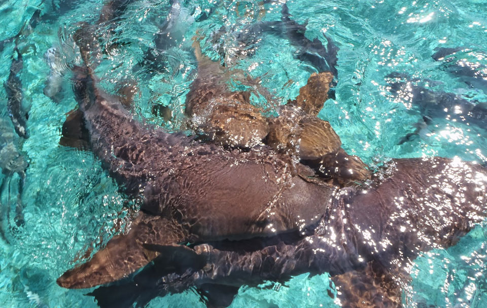 Tipps für Caye Caulker 