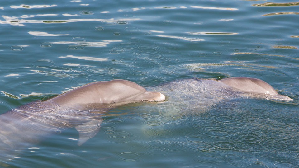 Delfine In Puerta Aventuras Yucatan