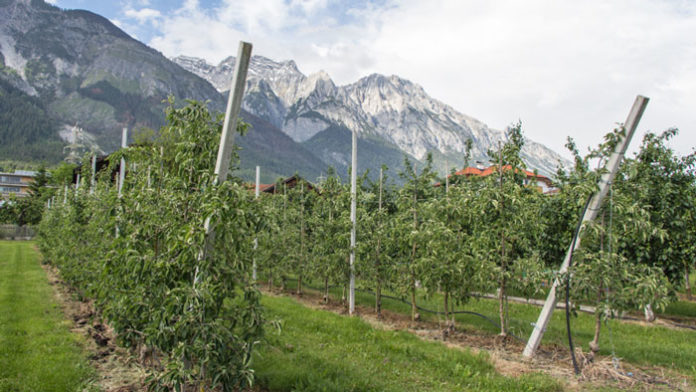 tiroler-schnapsroute-obstfeld Tiroler Schnapsroute in Absam
