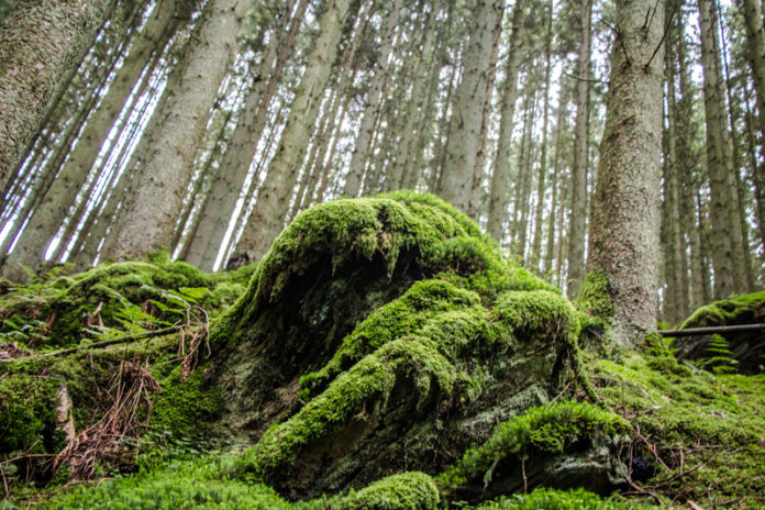 Belgische Ardennen Wandern Belgische Ardennen Wandern