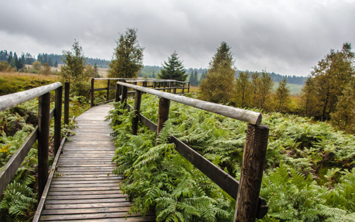 Belgien Wandern Wallonie Hohes Venn Belgien Wandern Wallonie Hohes Venn