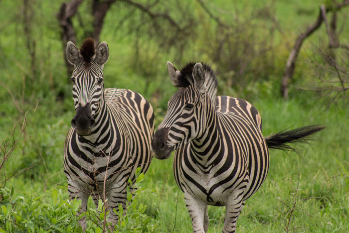 reiseplanung-suedafrika Reiseplanung Südafrika Routenplanung
