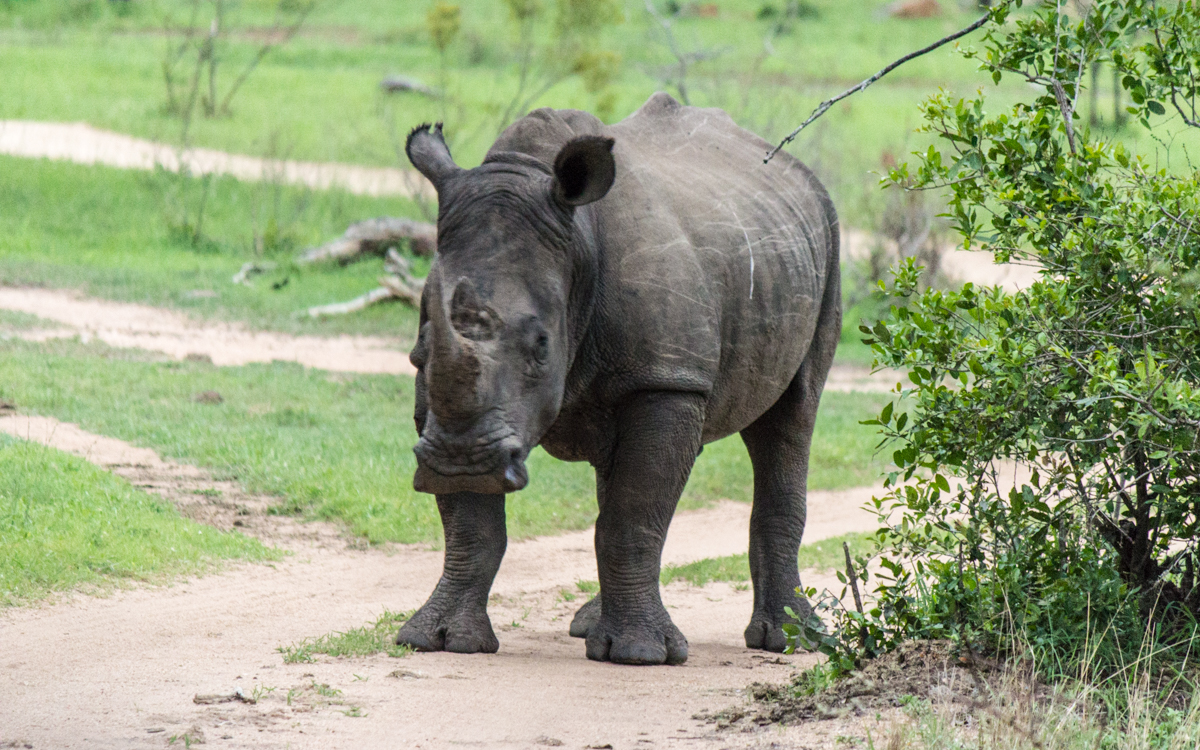 Sabi Sabi Breitmaulnashorn Südafrika