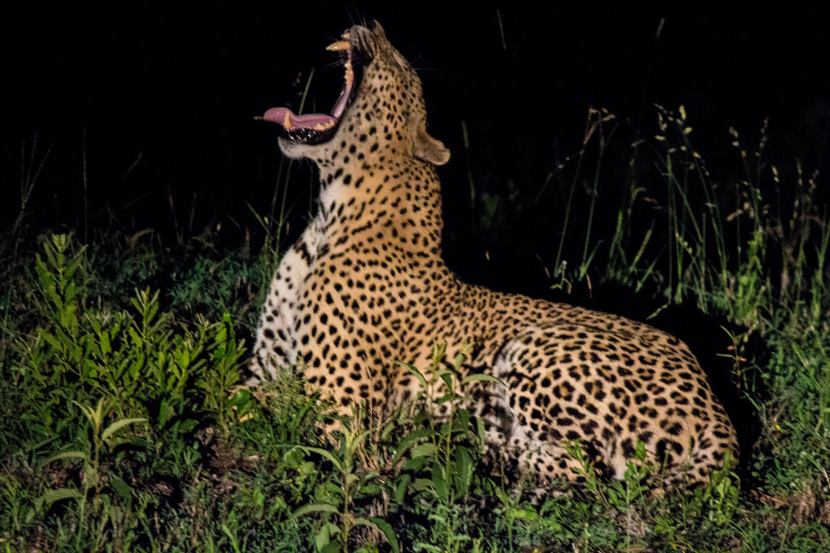 Sabi Sabi Krüger Nationalpark Safari Leopard gähnt