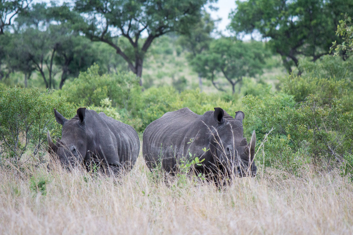 Earth Lodge Sabi Sabi Private Game Reserve