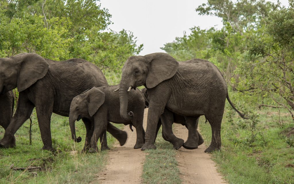 Südafrika Sehenswürdigkeiten: Krüger Nationalpark Elefanten