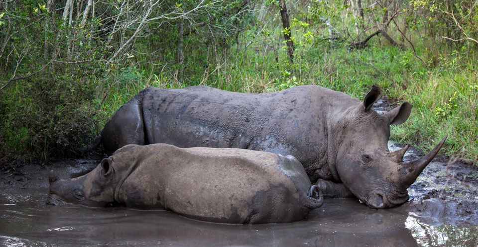 Mkhaya Game Reserve Game Drive Nashorn Familie