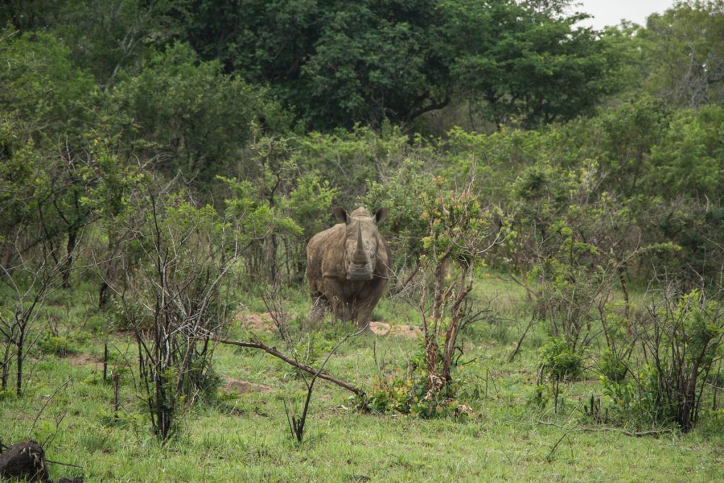 Hluhluwe Umfolozi Game Reserve  Nashorn | Highlight Südafrika