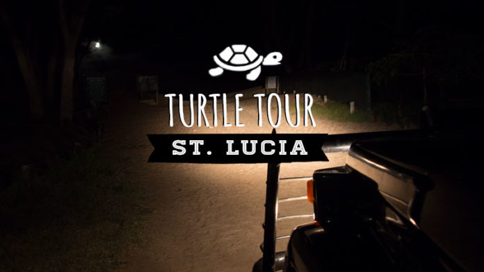 Lederschildkröte St Lucia Wetland Park Turtle Tours Lederschildkröte St Lucia Wetland Park Turtle Tours