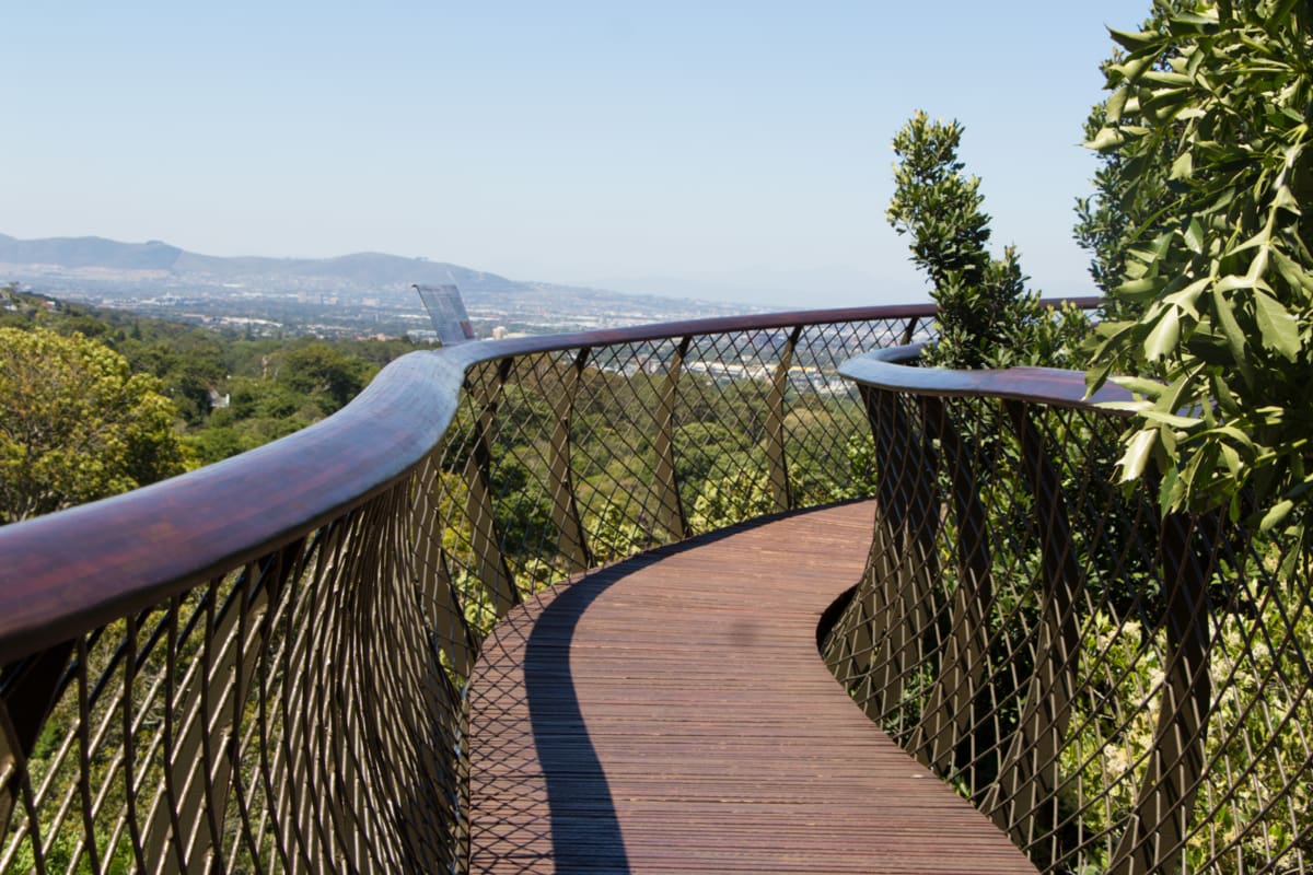 Boomslang Kirstenbosch Botanischer Garten Kapstadt