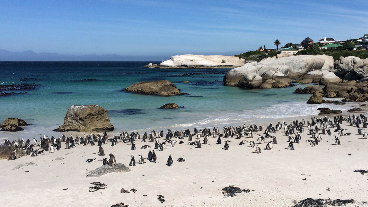 Boulders Beach Pinguine (Kap-Halbinsel)