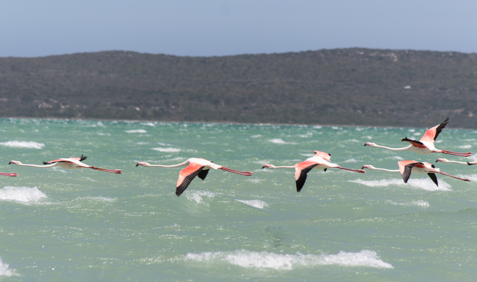 west-coast-np-flamingos-1