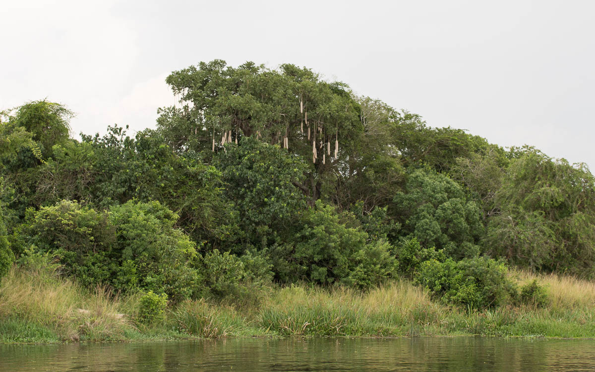 bootstour-murchison-falls-leberwurstbaum