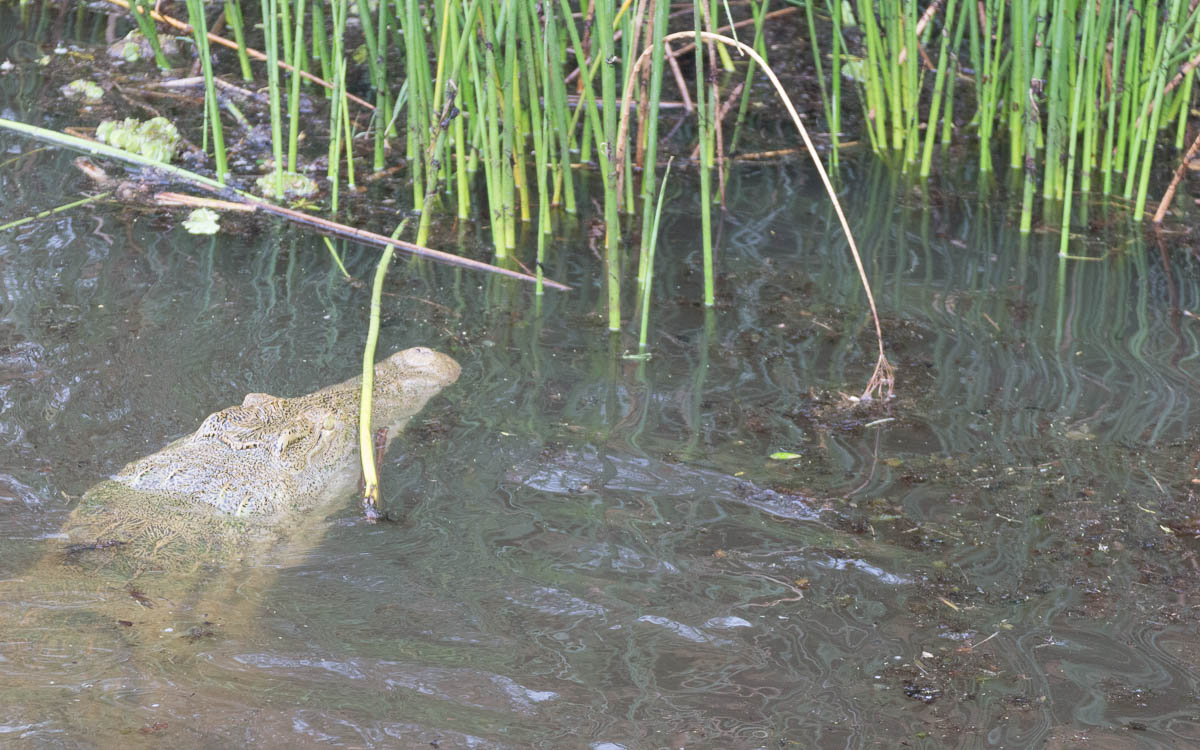 bootstour-murchison-falls-nilkrokodil
