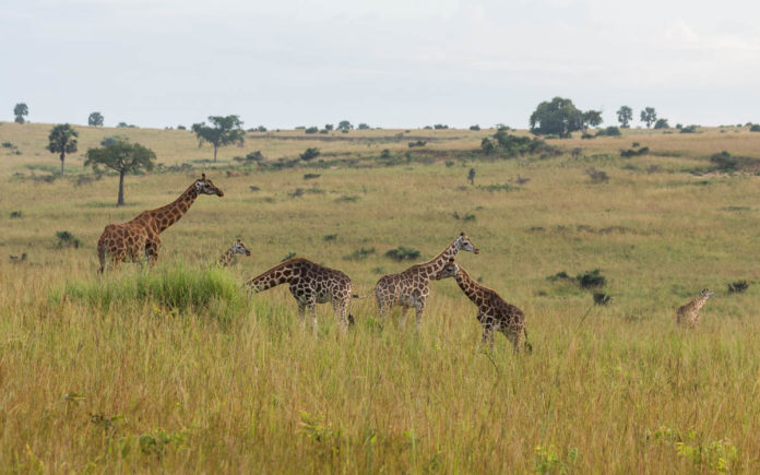 Rothschildgiraffen Safari Murchison Falls Nationalpark Rothschildgiraffen Safari Murchison Falls Nationalpark