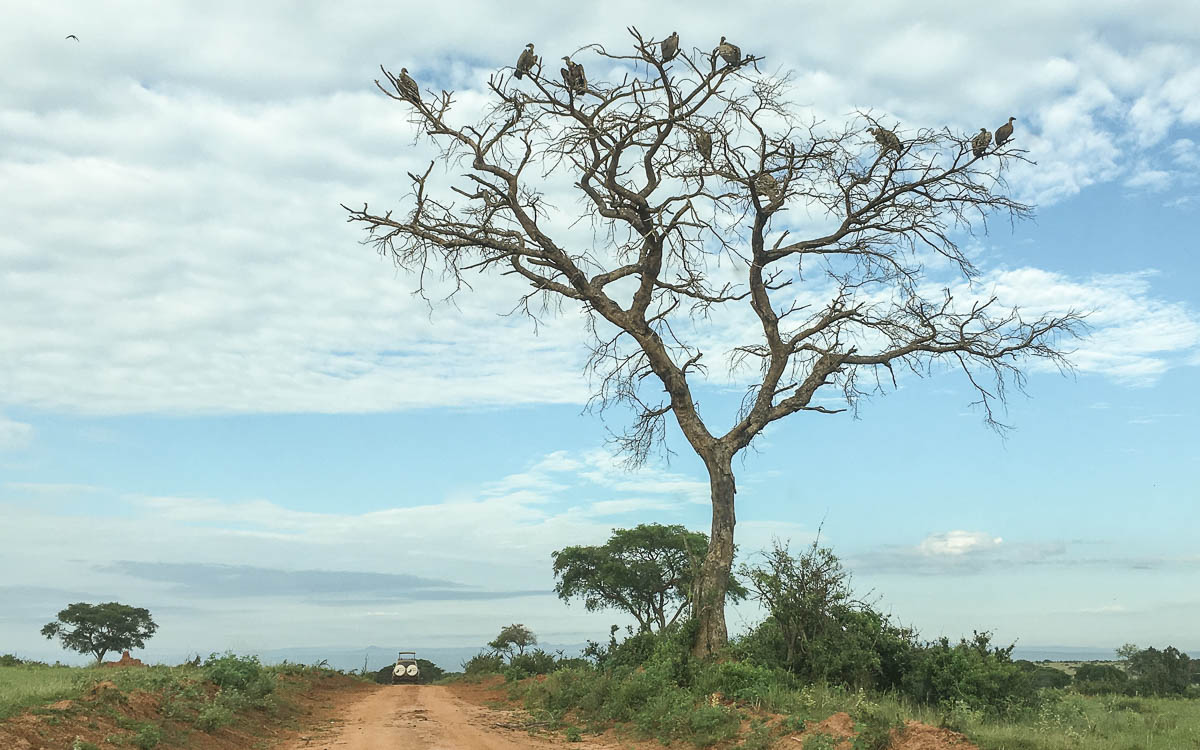 Aasgeier in Baum im Murchison Falls Nationalpark