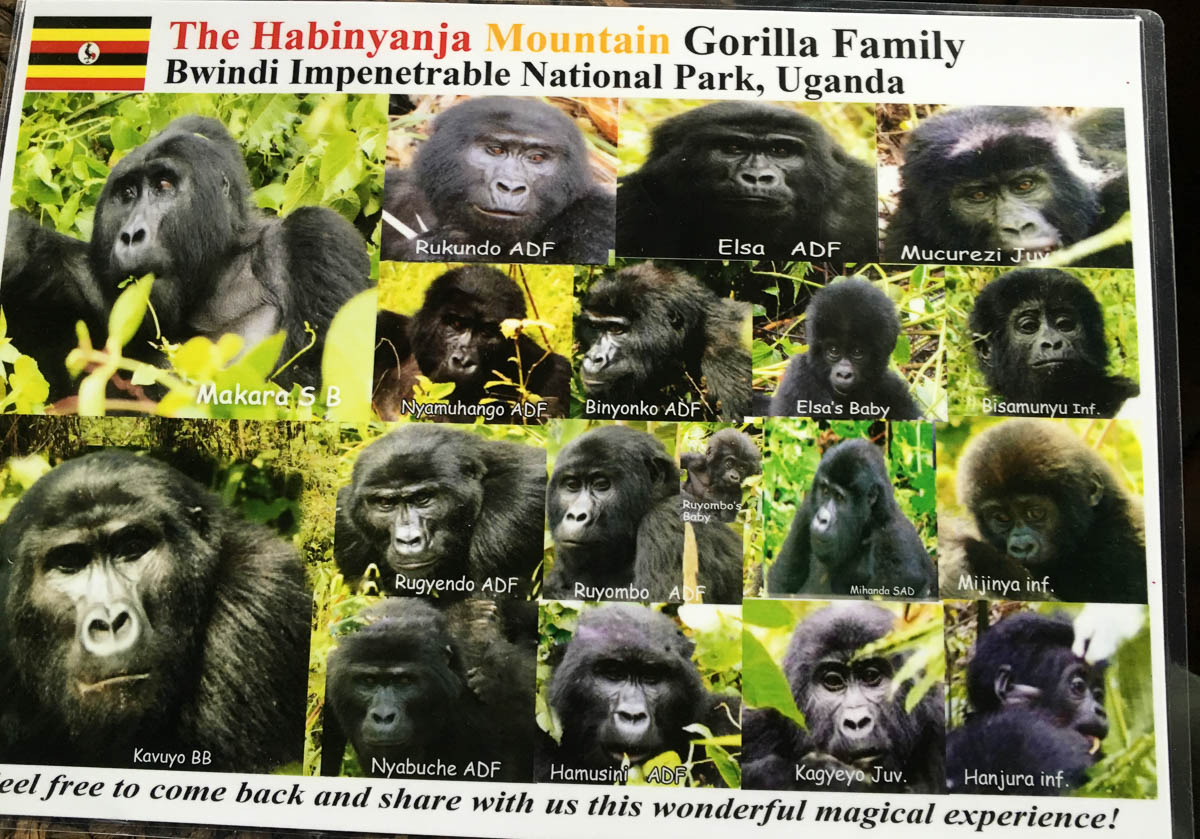 gorilla-trekking-uganda-bwindi-habinyanja-group