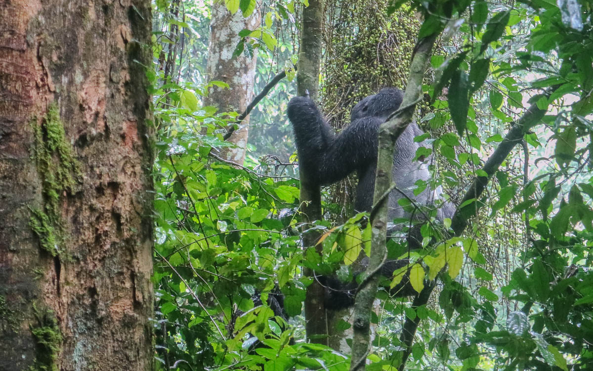 gorilla-trekking-uganda-bwindi-nationalpark-silverback-climbing