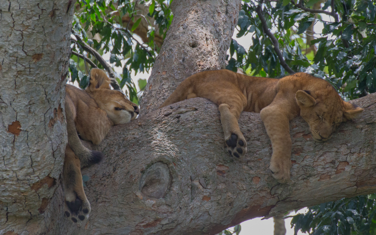 Reisebericht meines Uganda-Ruanda Roadtrips 278 ishasha-tree-lions-sleeping