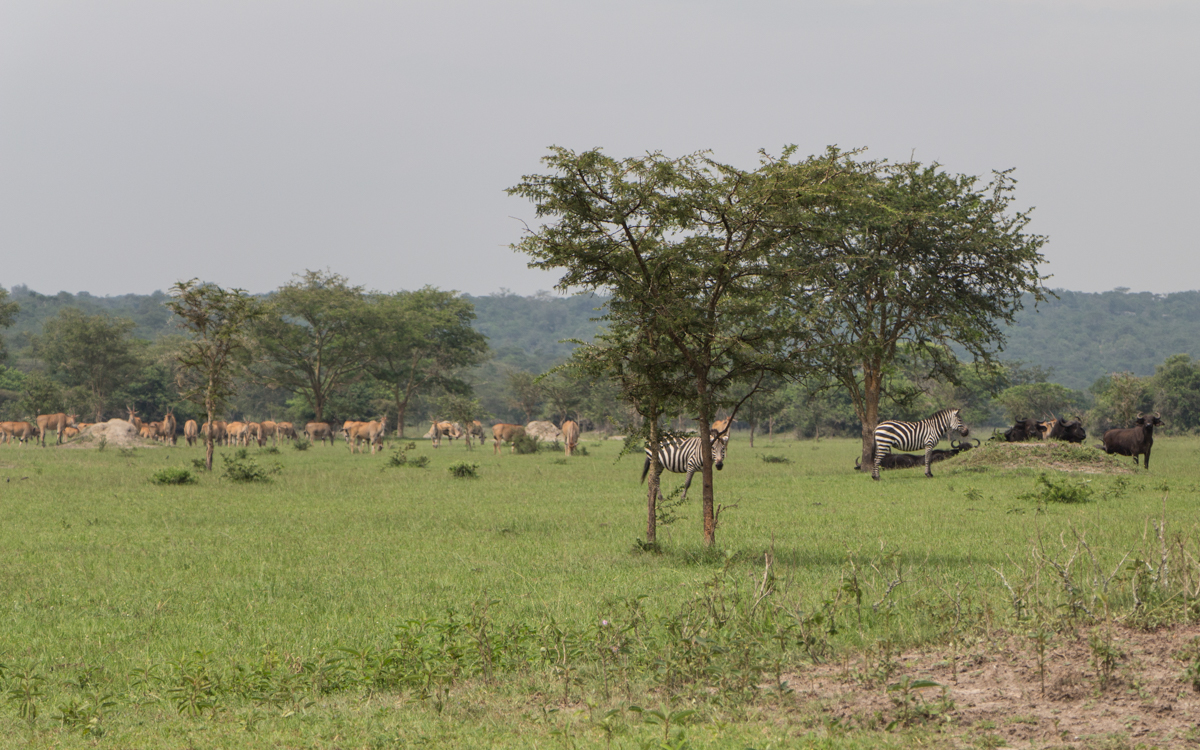 Reisebericht meines Uganda-Ruanda Roadtrips 372 Reisebericht meines Uganda-Ruanda Roadtrips 4