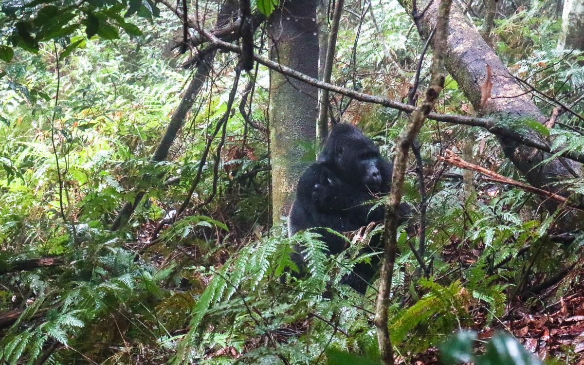 makara-sb-gorilla-trekking-uganda-bwindi-nationalpark