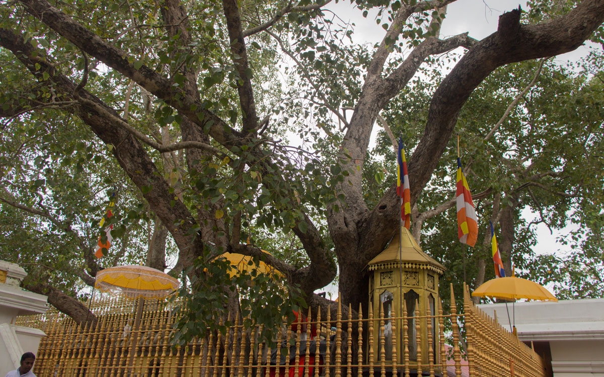 Meine Highlights in Sri Lanka - die Vielfalt macht's aus 59 anuradhapura-bodhi-baum