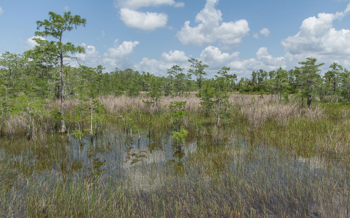 Everglades National Park: Sümpfe bei der Swamp Buggy Tour