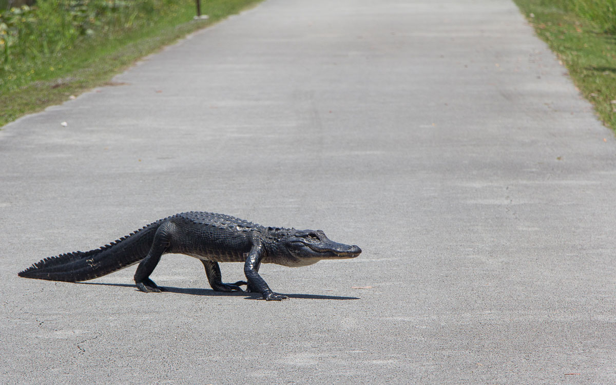 Alligator Im Shark River Valley, Everglades Nationalpark