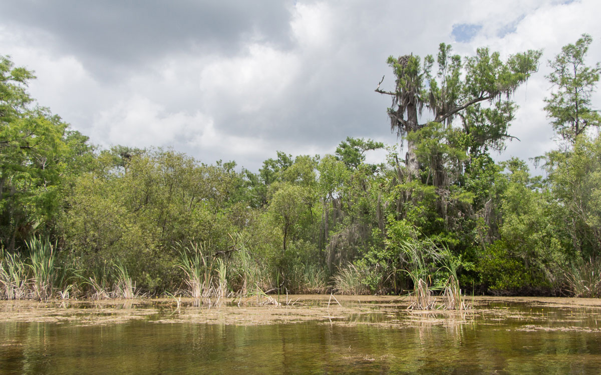 Everglades-Turner-River-Natur
