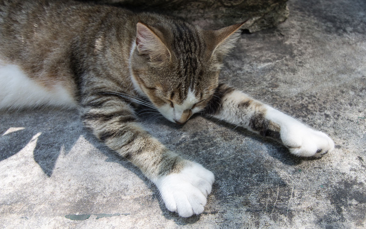 florida-key-west-hemingway-six-toed-cat