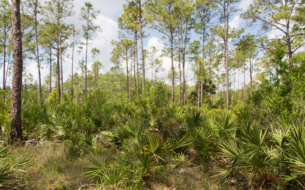Everglades Nationalpark In Florida 4 4 - Viel-Unterwegs.de