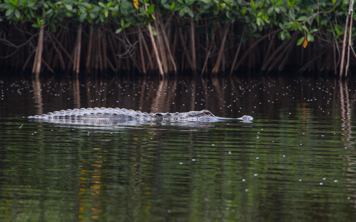Everglades Nationalpark Kajaktour Alligator voraus