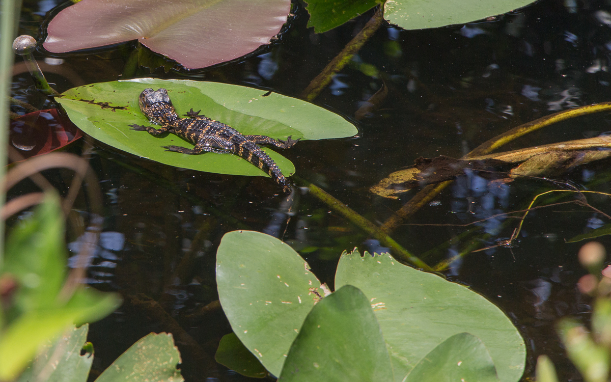 Everglades National Park Baby Alligator