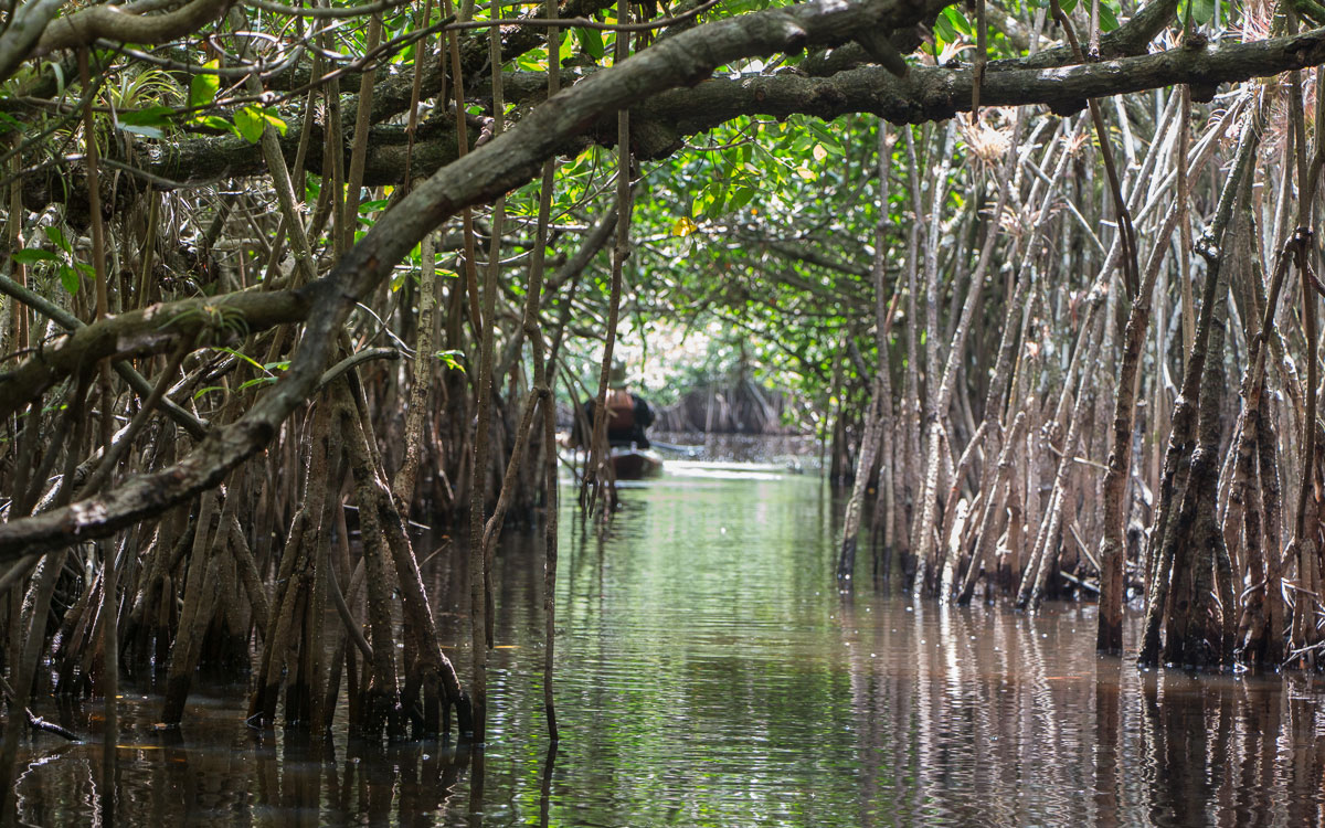 Evergladesnationalpark-Kanutour