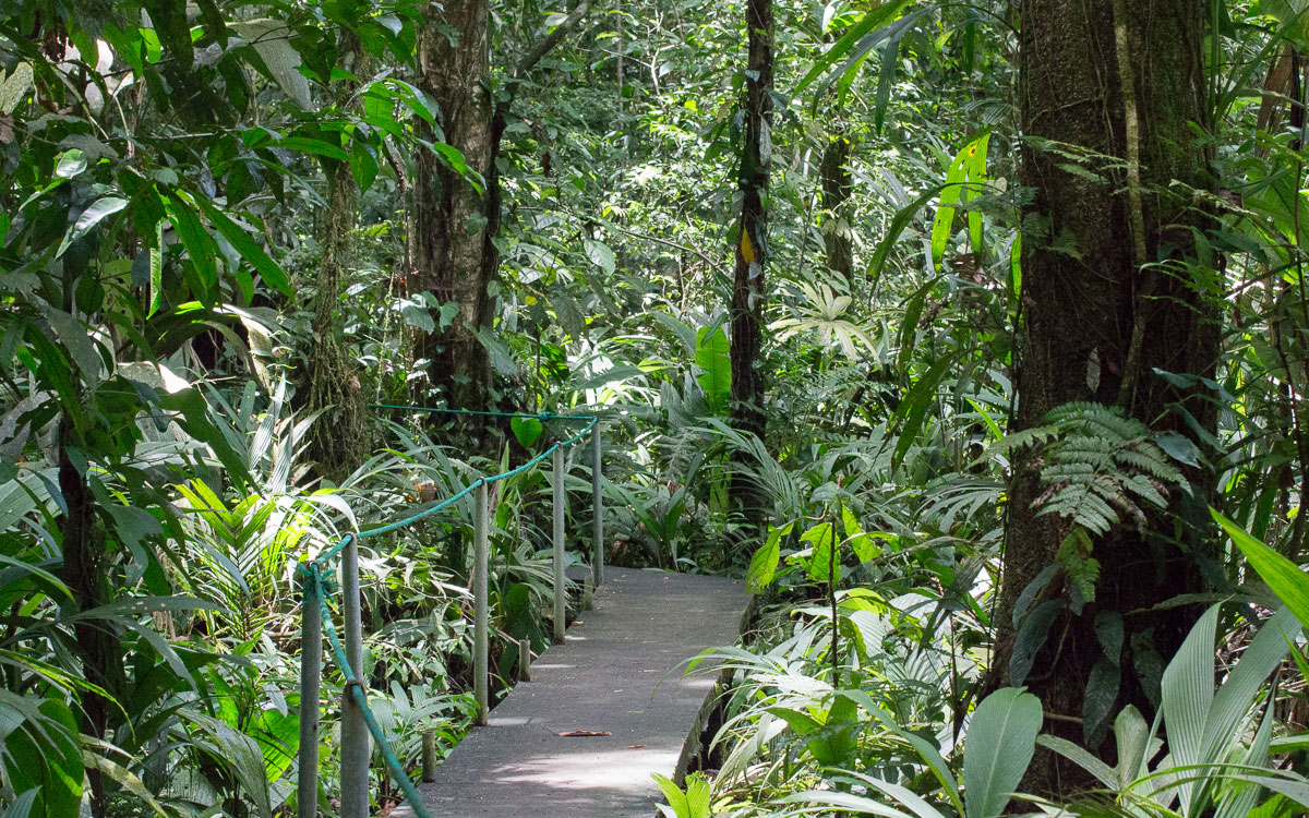 Tortuguero Nationalpark Walking Trail Regenwald