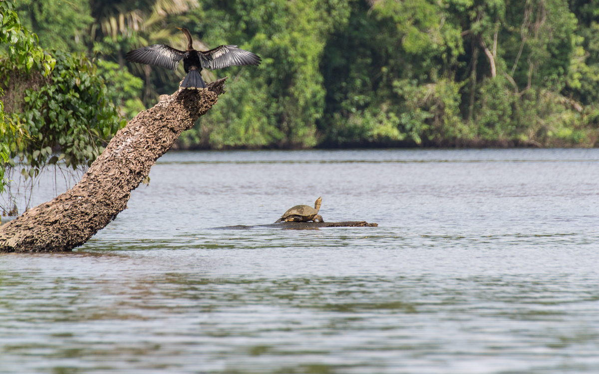 Tortuguero Nationalpark Black Water Turtle American Anhinga