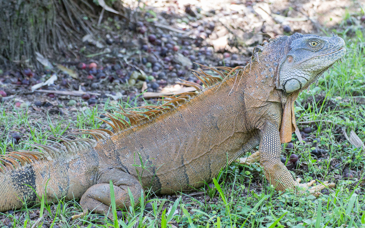 Tortuguero Nationalpark Mawamba Lodge Leguan beobachtet