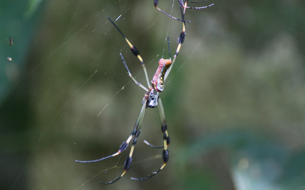 Tortuguero Nationalpark Spinnen