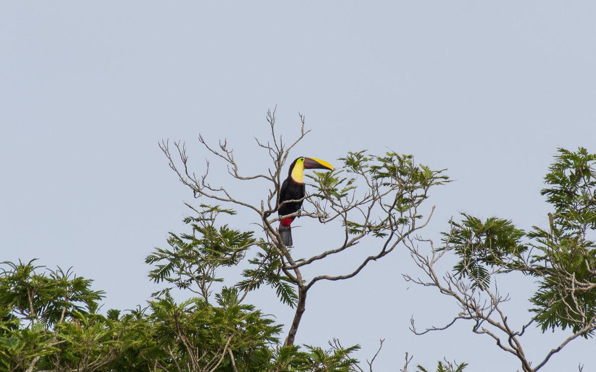 Tortuguero Nationalpark Tukan