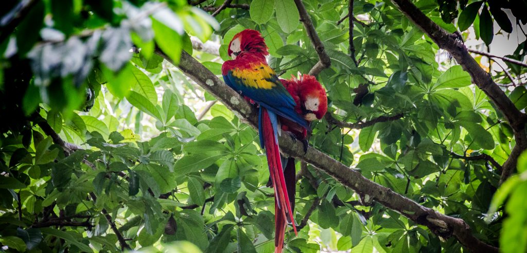 ARA Papageien Costa Rica