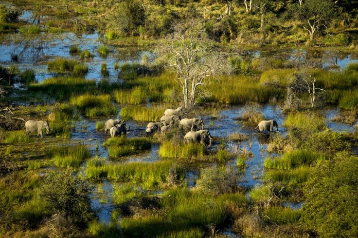 Botswana Reisetipps Okavango Delta Elefantenherde Botswana Reisetipps Okavango Delta Elefantenherde