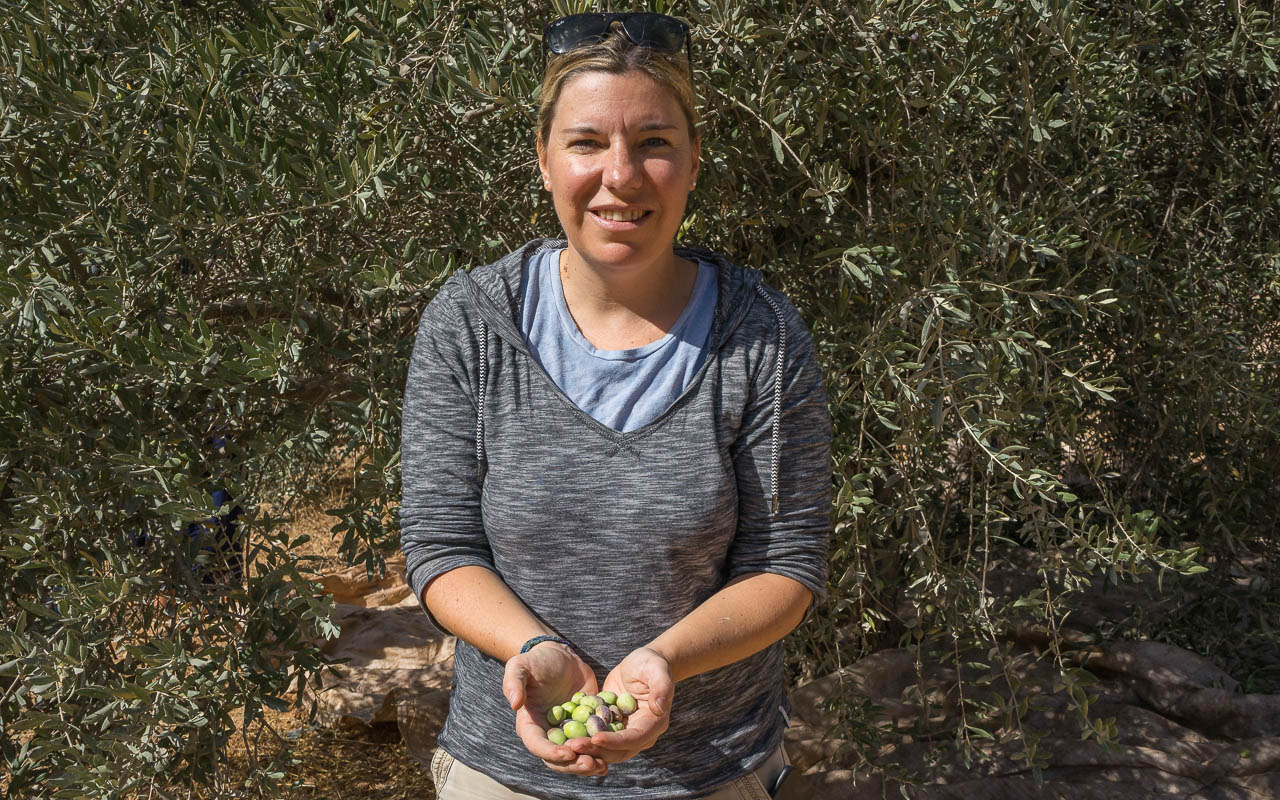Oliven pflücken im fruchtbaren Jordanland in Ajloun