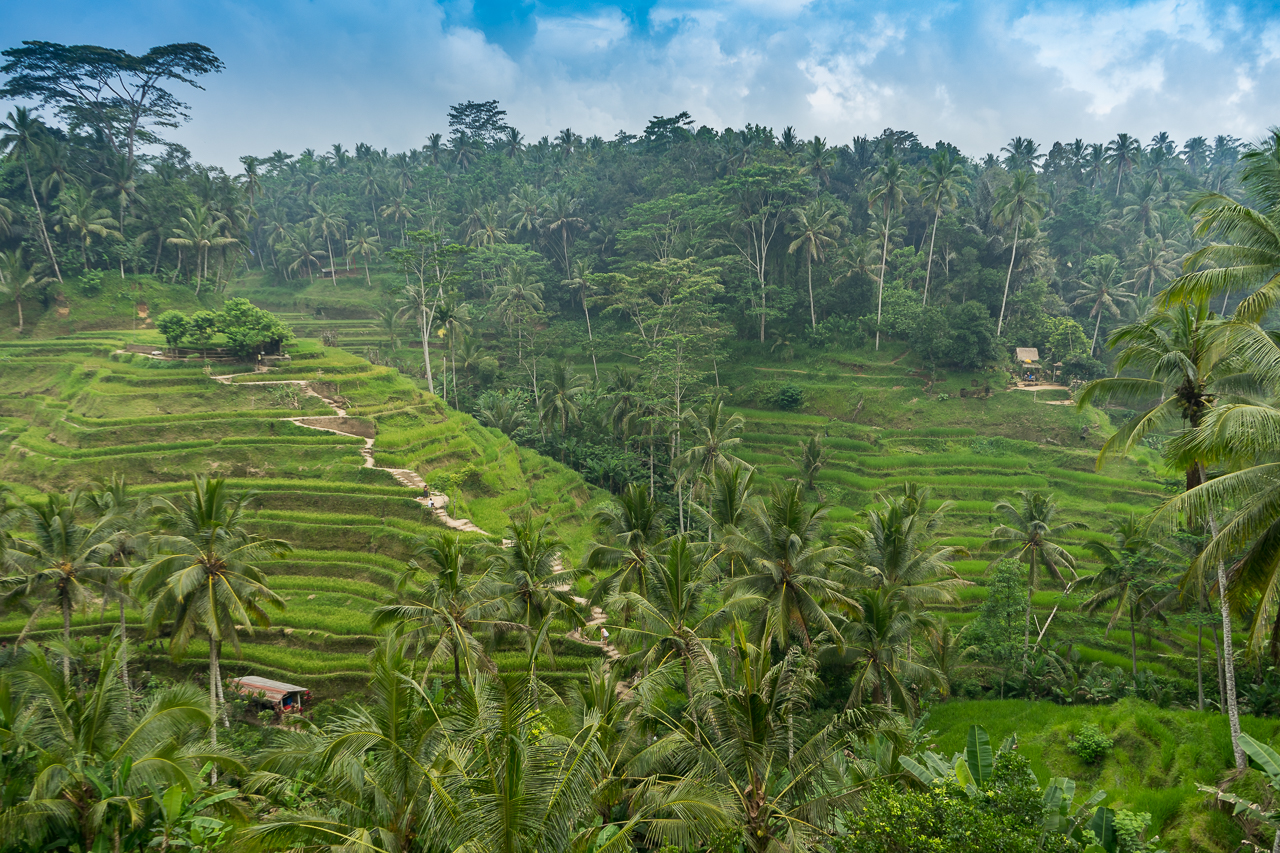 Die Reisterrassen von Tengalalang bei Ubud in Bali