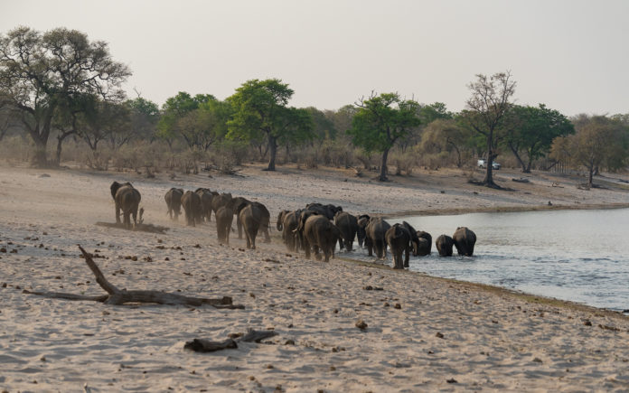 caprivi-namibia-bwabata-nationalpark-gamedrive-elefanten caprivi-namibia-bwabata-nationalpark-gamedrive-elefanten