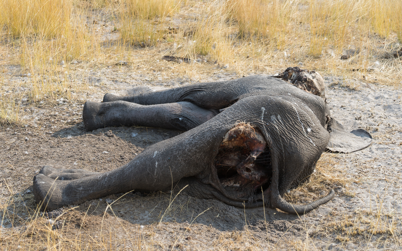 kongola-bwabata-nationalpark-game-drive-elefant-kadaver