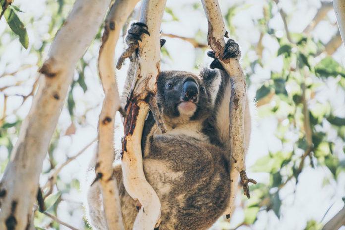 australien-reisetipps Australien Reisetipps